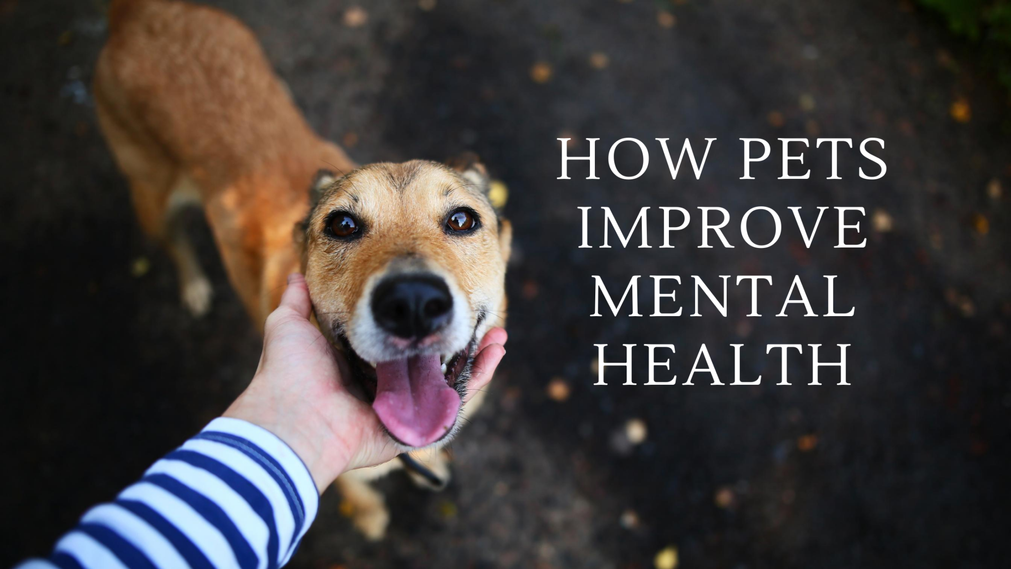 research on pets and mental health